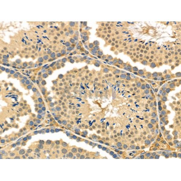 EDN3 Antibody - DF6194 at 1/100 staining Mouse testis tissue by IHC-P.