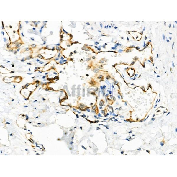 RNASE12 Antibody - DF6217 at 1/100 staining Mouse stomach tissue by IHC-P.