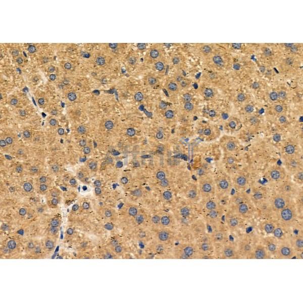 LDHA Antibody - DF6280 at 1/100 staining Mouse liver tissue by IHC-P.