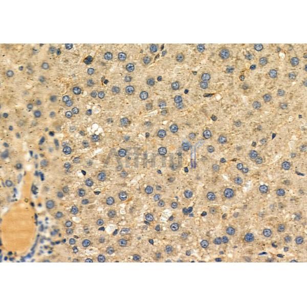 LDHA Antibody - DF6280 at 1/100 staining Rat liver tissue by IHC-P.