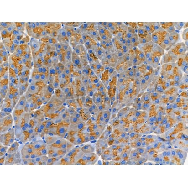 PRSS1 Antibody - DF6374 at 1/100 staining Mouse pancreatic tissue by IHC-P.