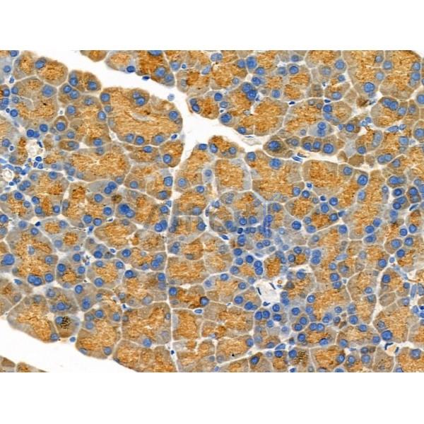 PRSS1 Antibody - DF6374 at 1/100 staining Rat pancreatic tissue by IHC-P.