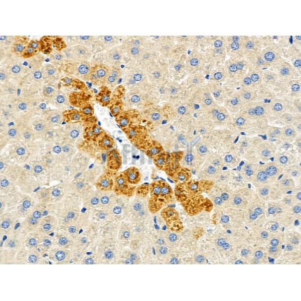 PRDX4 Antibody - DF6425 at 1/100 staining Mouse liver tissue by IHC-P.
