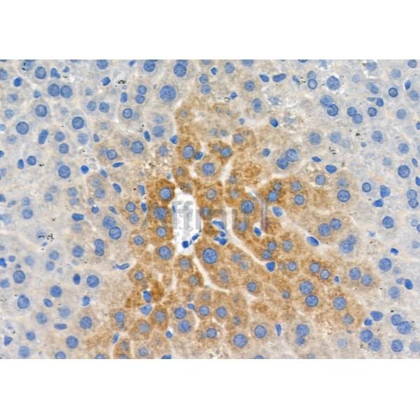 PROS1 Antibody - DF6487 at 1/100 staining Mouse liver tissue by IHC-P.