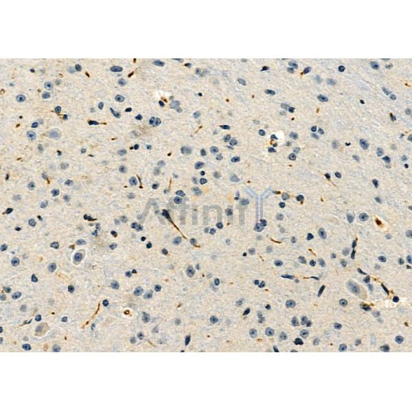 MPZ Antibody - DF6555 at 1/100 staining Mouse brain tissue by IHC-P.