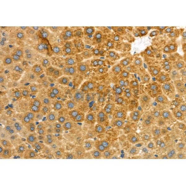 VIP Antibody - DF6627 at 1/100 staining Mouse liver tissue by IHC-P.