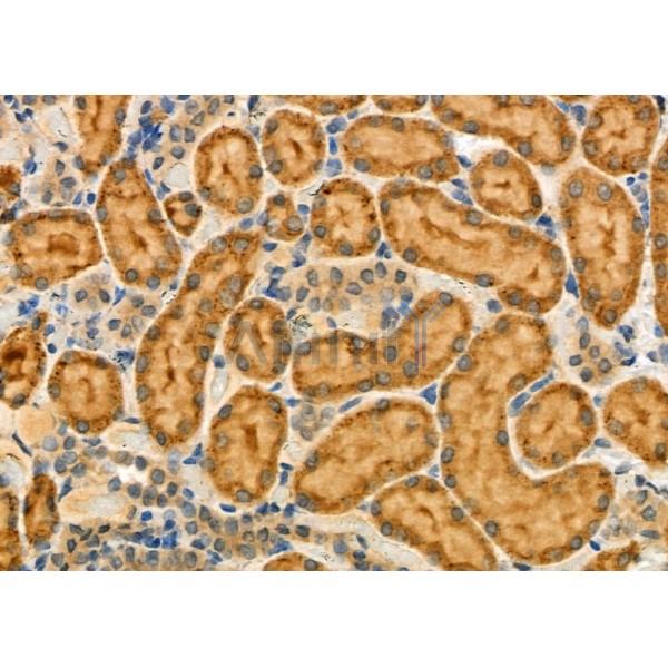VIP Antibody - DF6627 at 1/100 staining Rat kidney tissue by IHC-P.