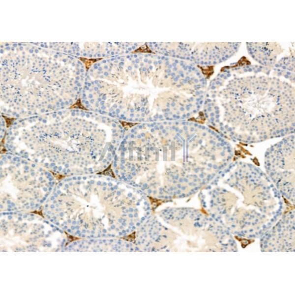 CADM1 Antibody - DF6679 at 1/100 staining Mouse testis tissue by IHC-P.