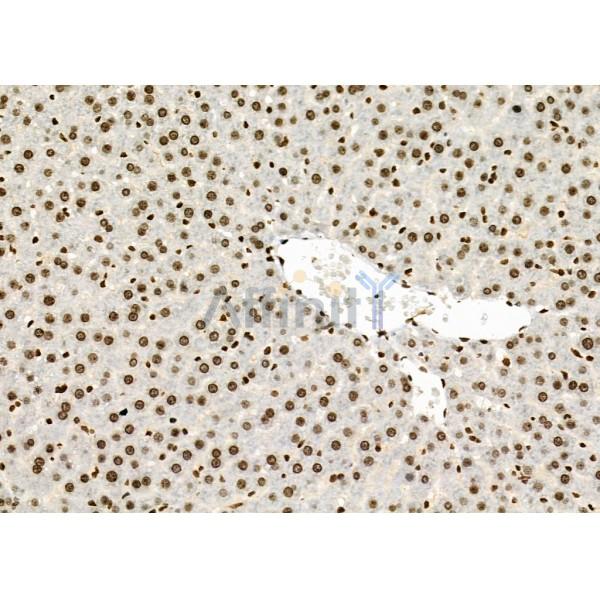 POLI Antibody - DF6707 at 1/100 staining Rat liver tissue by IHC-P.