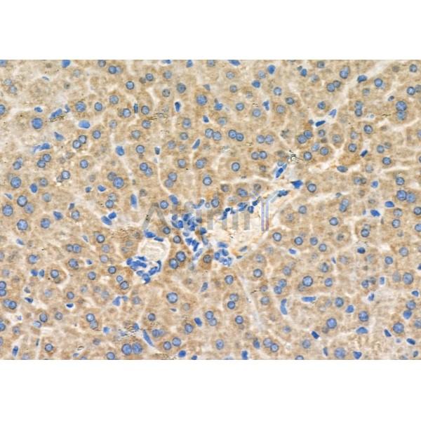 IGF2 Antibody - DF6810 at 1/100 staining Mouse liver tissue by IHC-P.