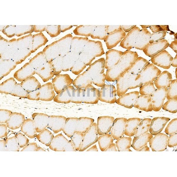 CASK Antibody - DF6970 at 1/100 staining Rat muscle tissue by IHC-P.