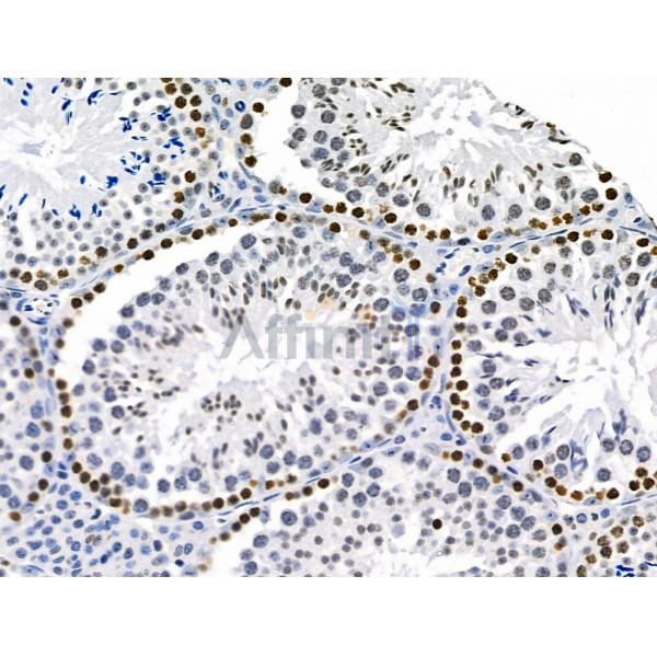 NEDD9 Antibody - DF6983 at 1/100 staining Mouse testis tissue by IHC-P.