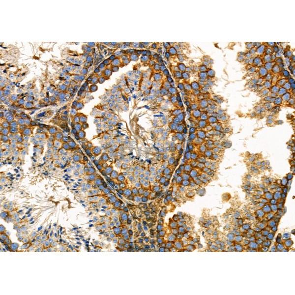 DKK3 Antibody - DF6988 at 1/100 staining Mouse testis tissue by IHC-P.