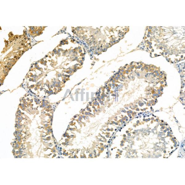 DKK3 Antibody - DF6988 at 1/100 staining Rat testis tissue by IHC-P.