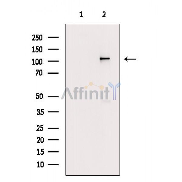 LAMP1 Antibody - Western blot analysis of COS cell lysates, using LAMP1  Antibody.