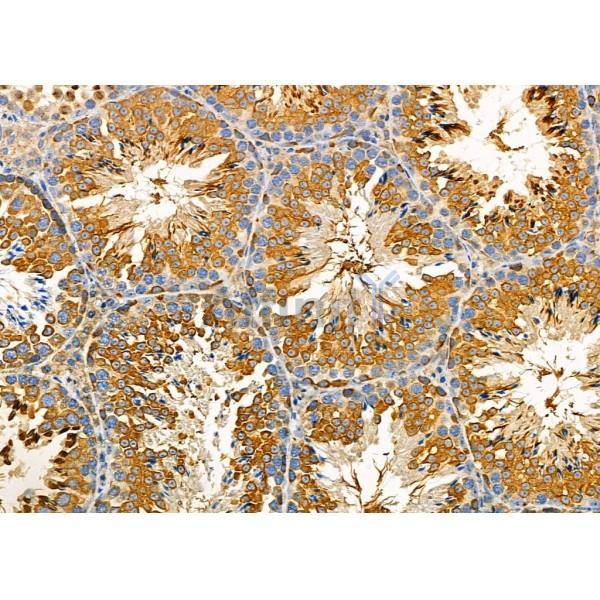 FAM81B Antibody - DF7063 at 1/100 staining Mouse testis tissue by IHC-P.