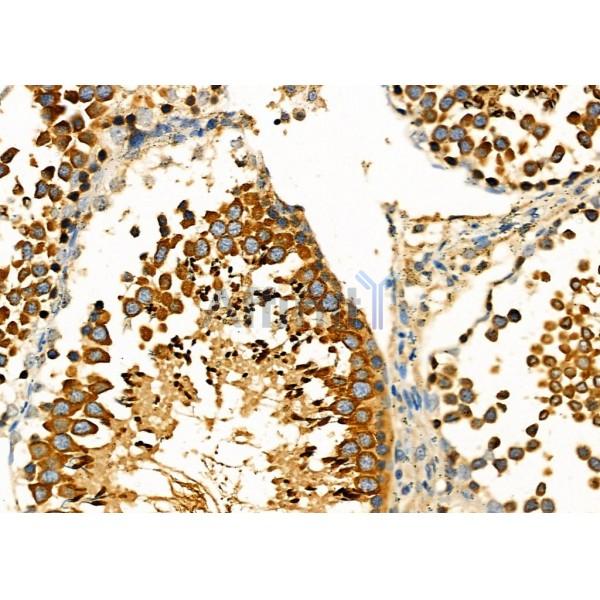 FAM81B Antibody - DF7063 at 1/100 staining Rat testis tissue by IHC-P.