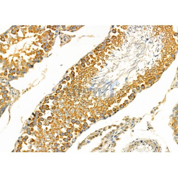 KLK2 Antibody - DF7136 at 1/100 staining Rat testis tissue by IHC-P.