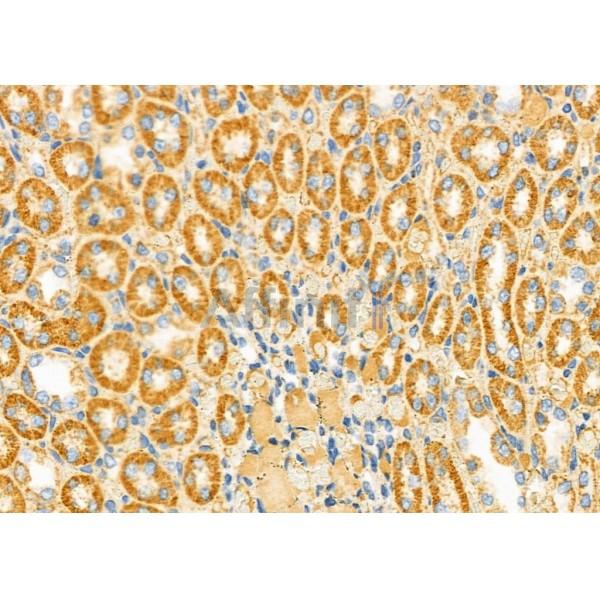 MMP10 Antibody - DF7152 at 1/100 staining Rat kidney tissue by IHC-P.