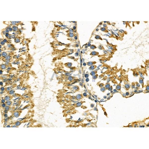 MMP10 Antibody - DF7152 at 1/100 staining Rat testis tissue by IHC-P.