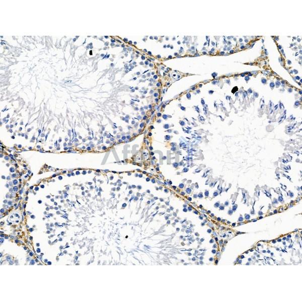 PDX1 Antibody - DF7170 at 1/100 staining Rat testis tissue by IHC-P.