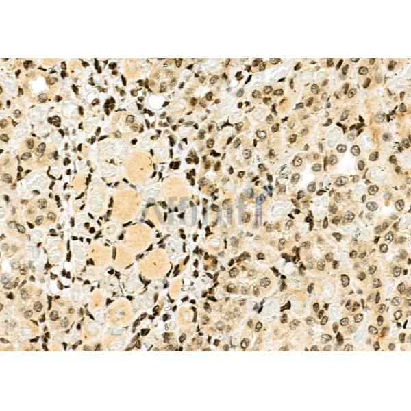 NDC80 Antibody - DF7329 at 1/100 staining Rat kidney tissue by IHC-P.