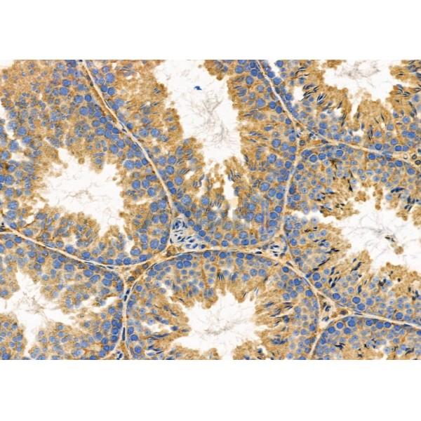 Substance P Antibody - DF7522 at 1/100 staining Mouse testis tissue by IHC-P.