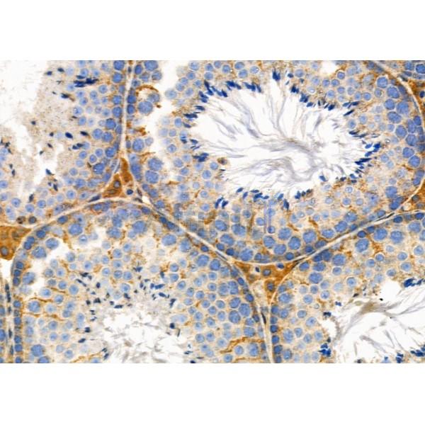 AGO1 Antibody - DF7542 at 1/100 staining Mouse testis tissue by IHC-P.