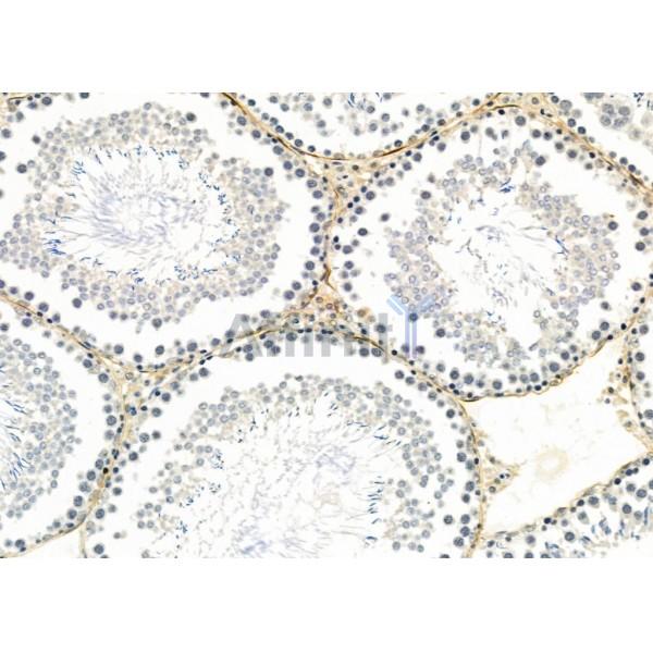 Parvalbumin Antibody - DF7544 at 1/100 staining Rat testis tissue by IHC-P.