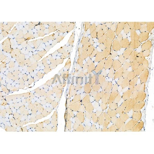 Parvalbumin Antibody - DF7544 at 1/100 staining Rat skin tissue by IHC-P.