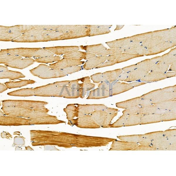 Caveolin 3 Antibody - DF7547 at 1/100 staining Mouse muscle tissue by IHC-P.