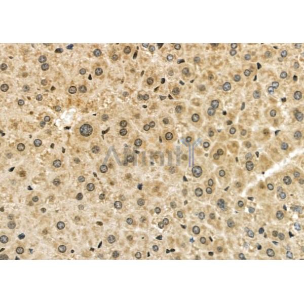 ESRRA Antibody - DF7775 at 1/100 staining Mouse liver tissue by IHC-P.