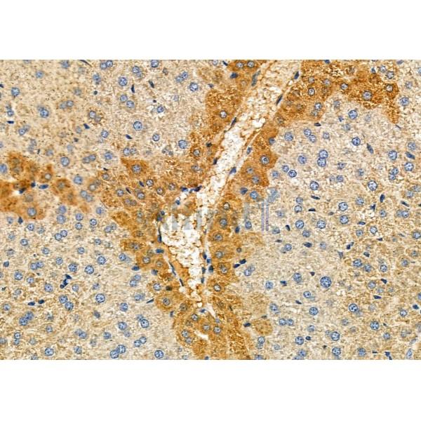 TRIM29 Antibody - DF8050 at 1/100 staining Mouse liver tissue by IHC-P.