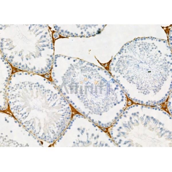 POU2F2 Antibody - AF0225 at 1/100 staining Rat testis tissue by IHC-P.