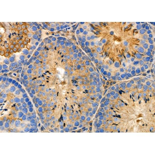 TRIM38 Antibody - AF0307 at 1/100 staining Mouse testis tissue by IHC-P.