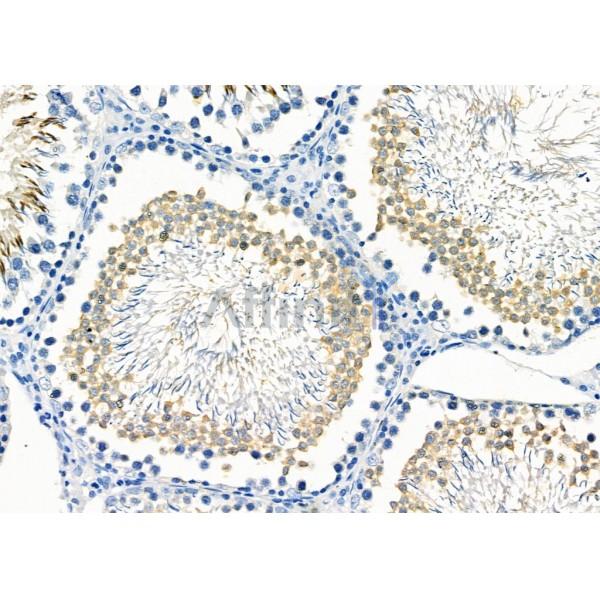 TRIM38 Antibody - AF0307 at 1/100 staining Rat testis tissue by IHC-P.