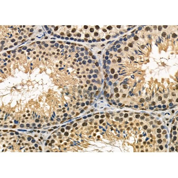 KLF11 Antibody - AF0315 at 1/100 staining Mouse testis tissue by IHC-P.