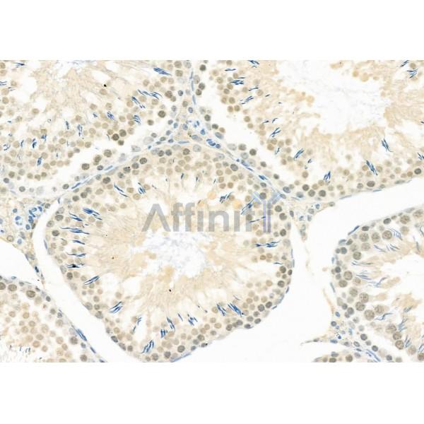 LMX1B Antibody - AF0341 at 1/100 staining Rat testis tissue by IHC-P.