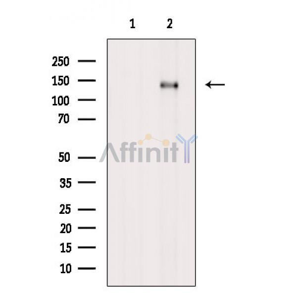 Phospho-MCM2 (Ser41) Antibody - Western blot analysis of extracts from Mouse heart, using Phospho-MCM2 (Ser41) Antibody.