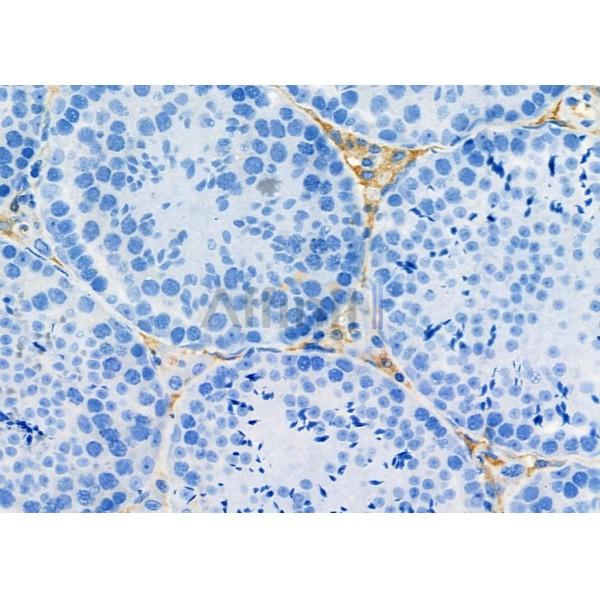 Rex1 Antibody - AF4104 at 1/100 staining Mouse testis tissue by IHC-P.