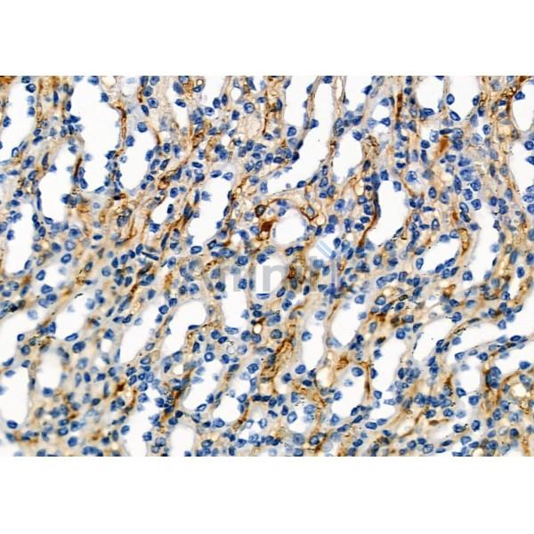 Rab11B Antibody - AF9173 at 1/100 staining Mouse kidney tissue by IHC-P.