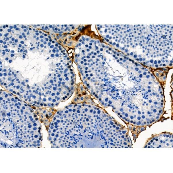 Rab11B Antibody - AF9173 at 1/100 staining Mouse testis tissue by IHC-P.