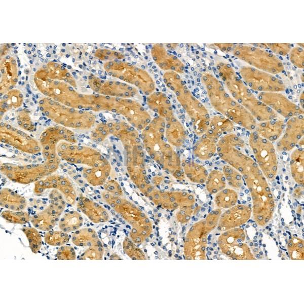 Rab11B Antibody - AF9173 at 1/100 staining Rat kidney tissue by IHC-P.