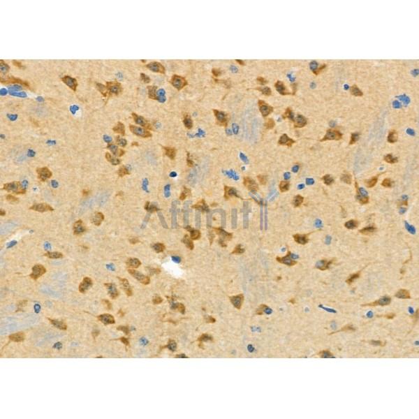 SPHK2 Antibody - AF9201 at 1/100 staining Mouse brain tissue by IHC-P.