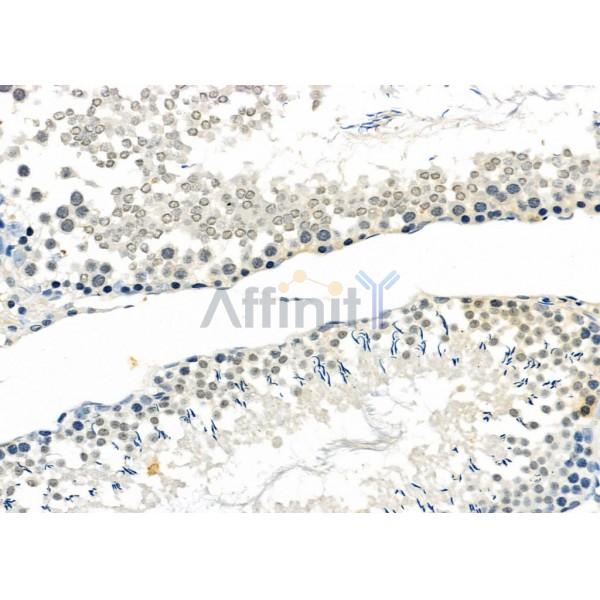 MAGB3 Antibody - DF10036 at 1/100 staining Rat testis tissue by IHC-P.