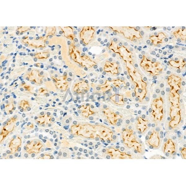 LINGO2 Antibody - DF10178 at 1/100 staining Rat kidney tissue by IHC-P.