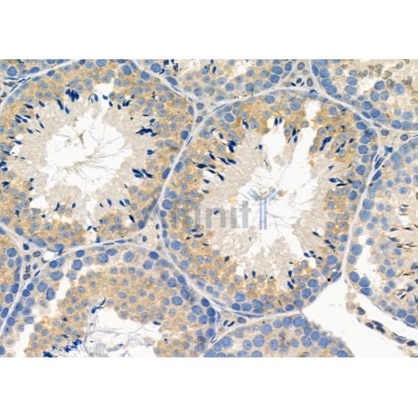 CREG1 Antibody - DF10194 at 1/100 staining Mouse testis tissue by IHC-P.