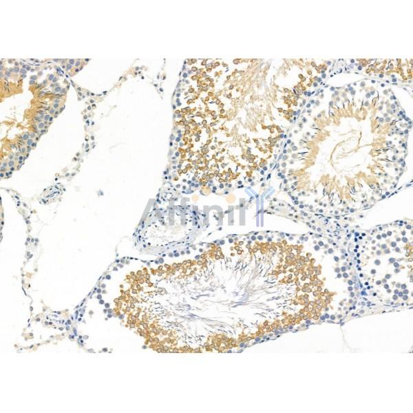 CREG1 Antibody - DF10194 at 1/100 staining Rat testis tissue by IHC-P.
