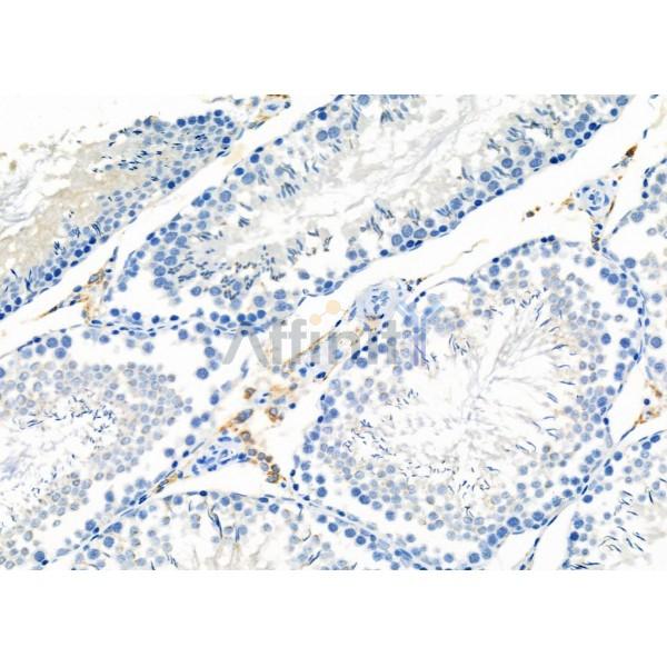 OR2T4 Antibody - DF10248 at 1/100 staining Rat testis tissue by IHC-P.