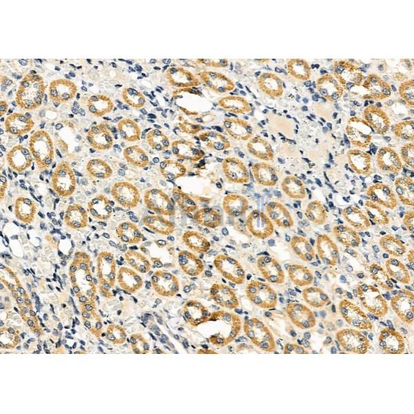 OR5T1 Antibody - DF10255 at 1/100 staining Rat kidney tissue by IHC-P.